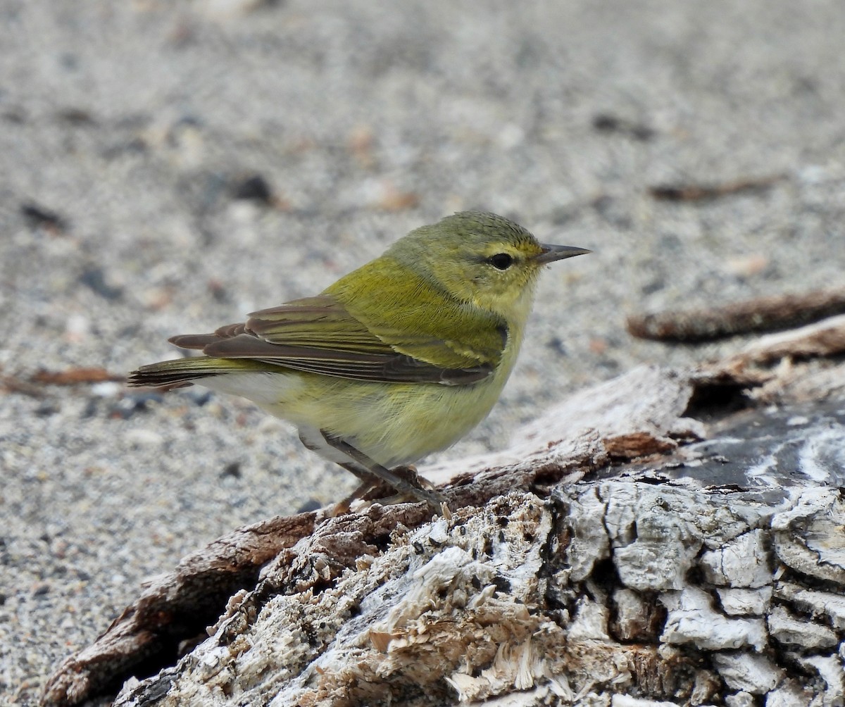 Tennessee Warbler - ML619510299