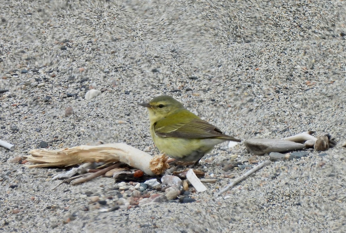 Tennessee Warbler - Pegg & Mark Campbell