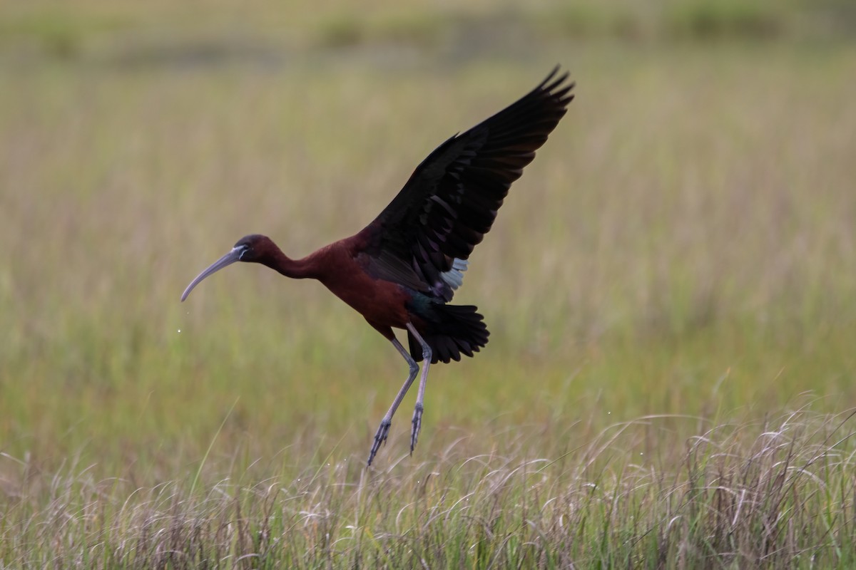 Glossy Ibis - Karen Hardy