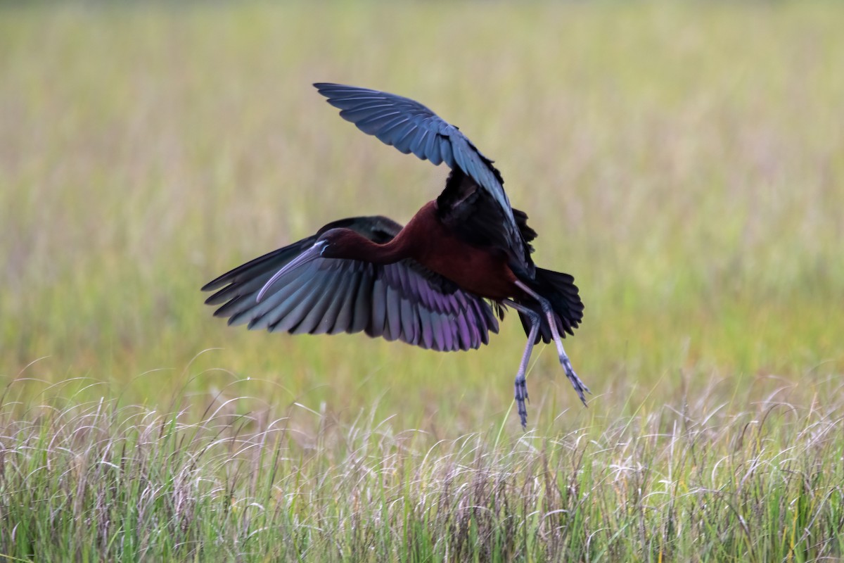 Glossy Ibis - Karen Hardy