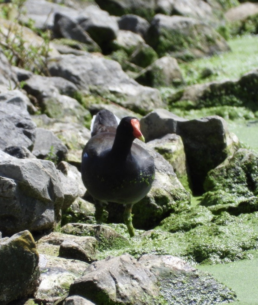 Common Gallinule - ML619510308