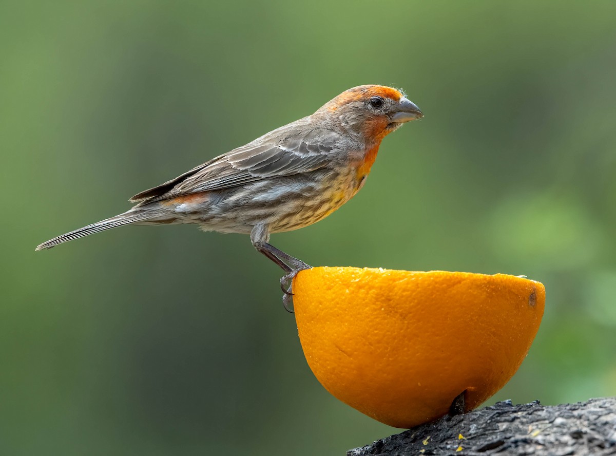 House Finch - Howard Cox