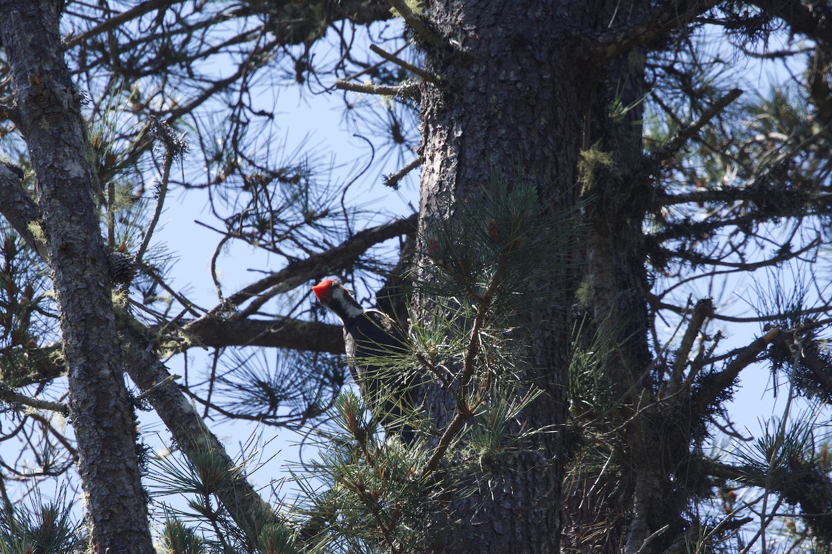 Pileated Woodpecker - Deanna McLaughlin