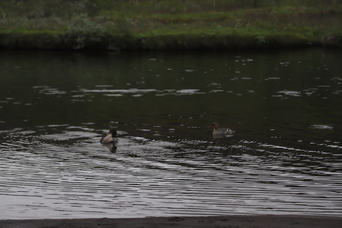 Red-breasted Merganser - Carly Philpott