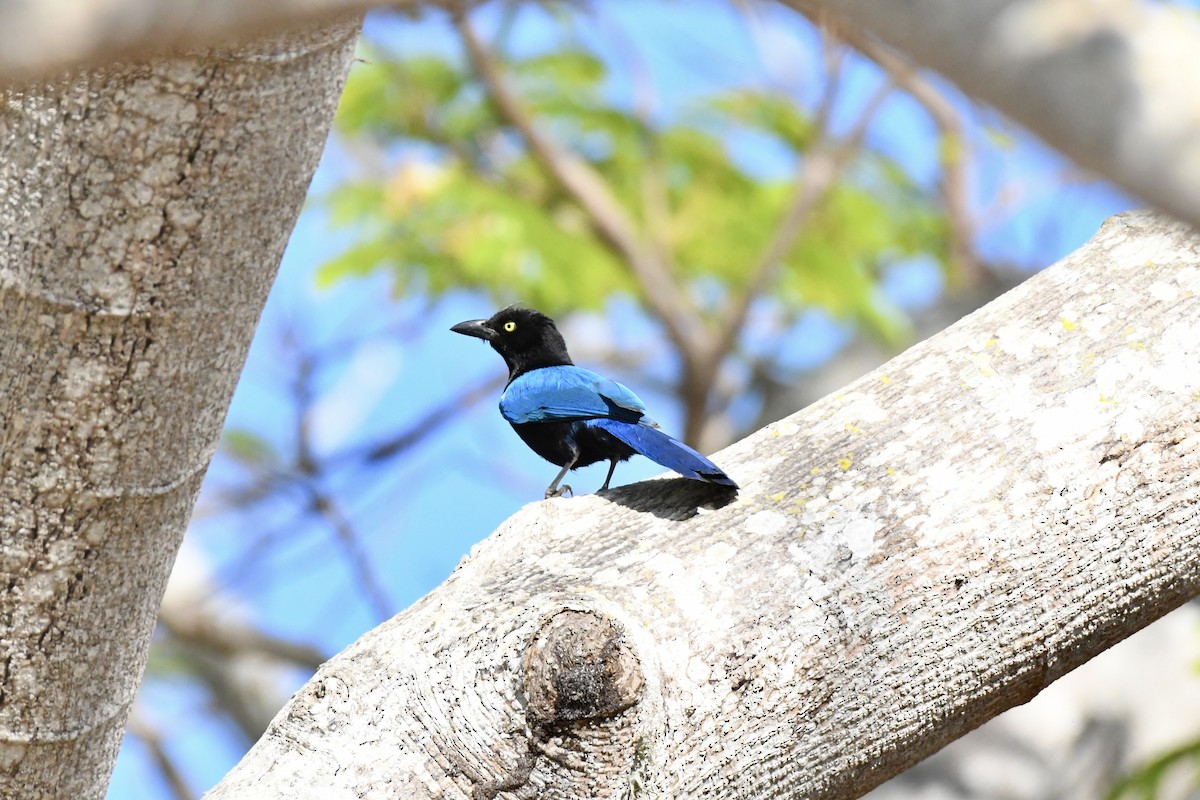 San Blas Jay - L.Vidal Prado Paniagua