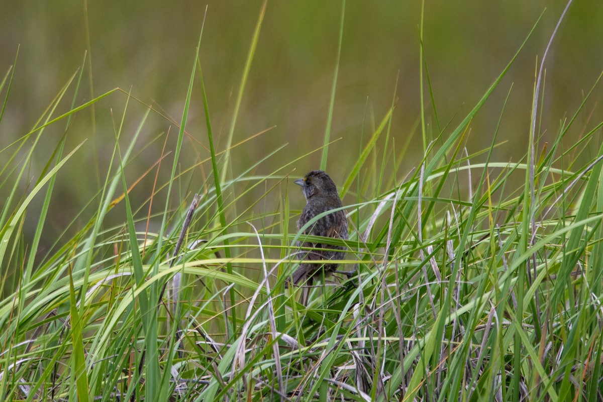 Seaside Sparrow - Karen Hardy