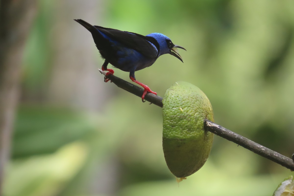 Red-legged Honeycreeper - David Brinkman