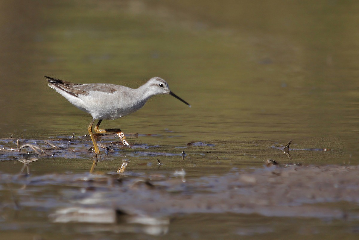 Wilson's Phalarope - Adrián Braidotti