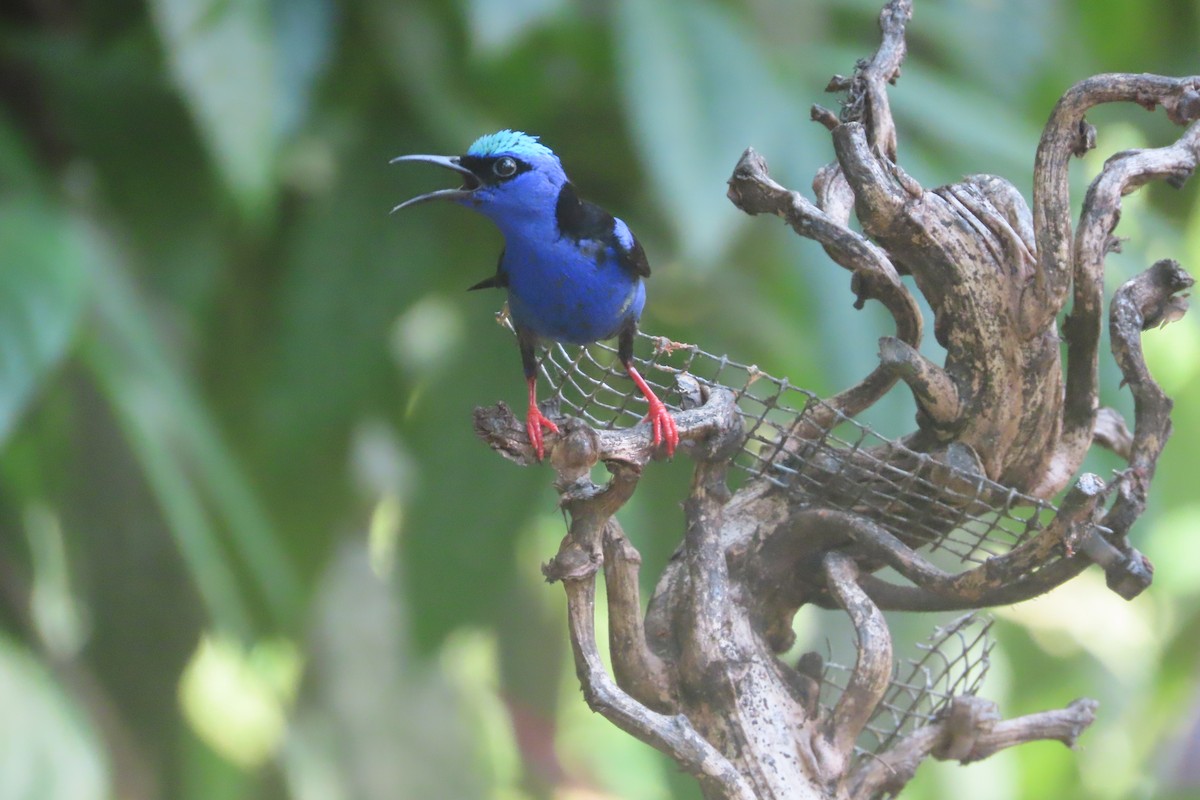 Red-legged Honeycreeper - David Brinkman