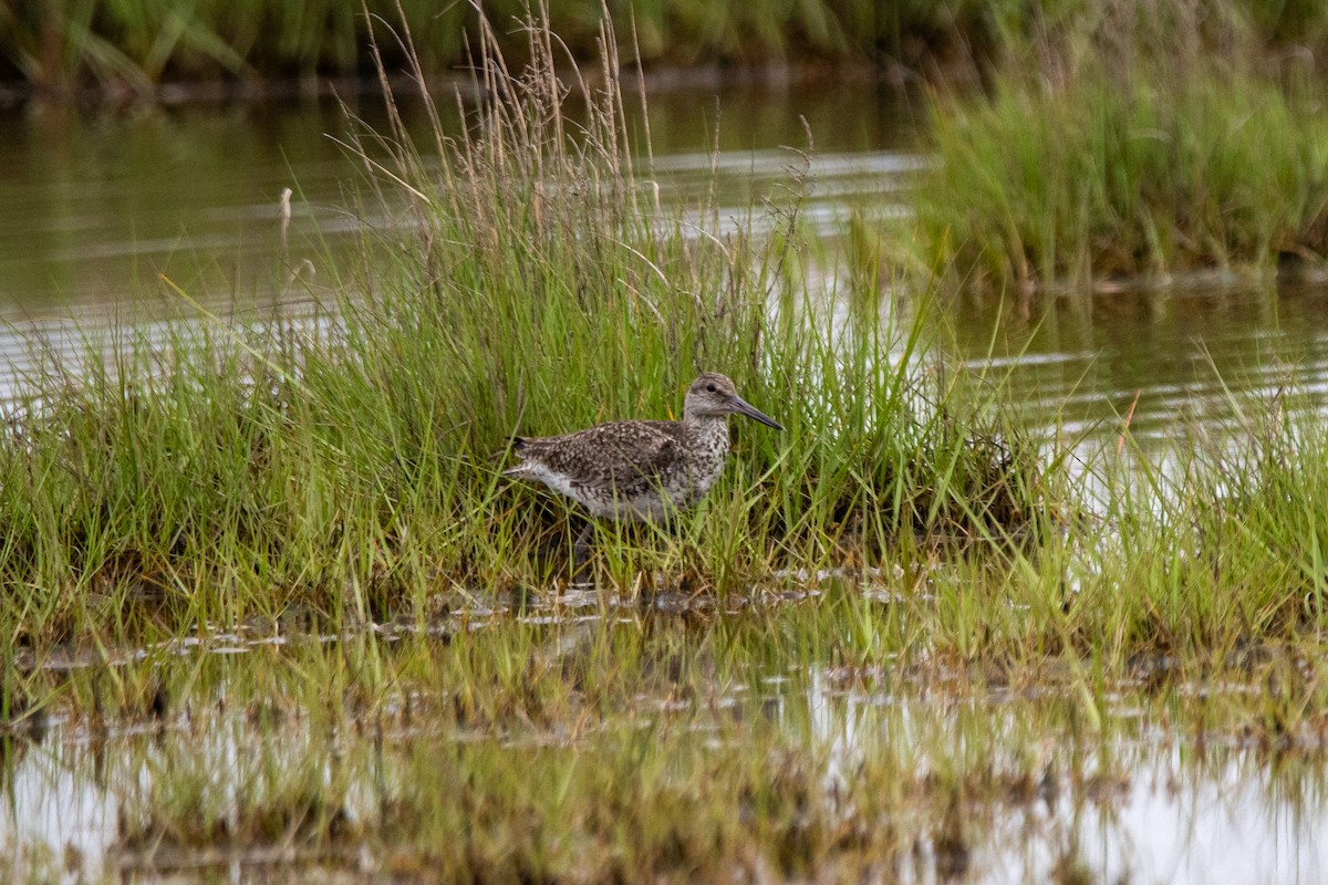 Willet - Karen Hardy