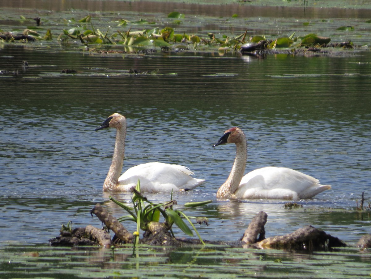 Trumpeter Swan - ML619510333