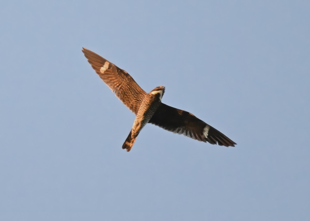 Common Nighthawk - Alan Bloom