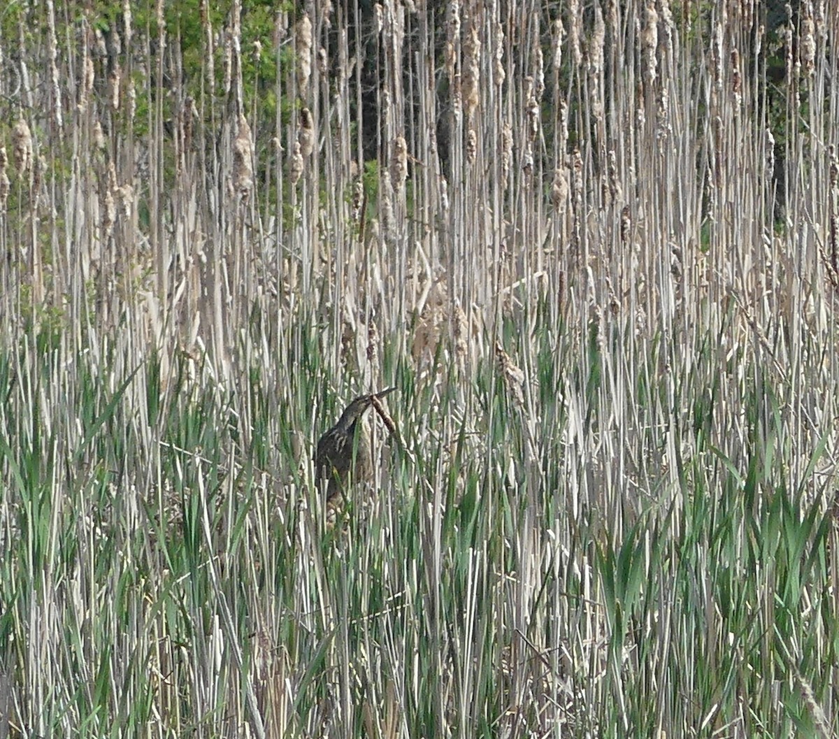 American Bittern - claudine lafrance cohl