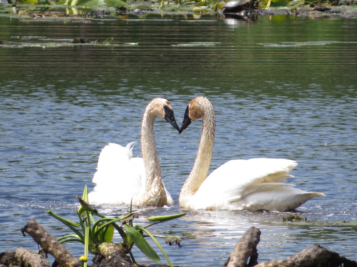 Trumpeter Swan - ML619510348