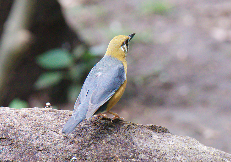 Orange-headed Thrush - ML619510349