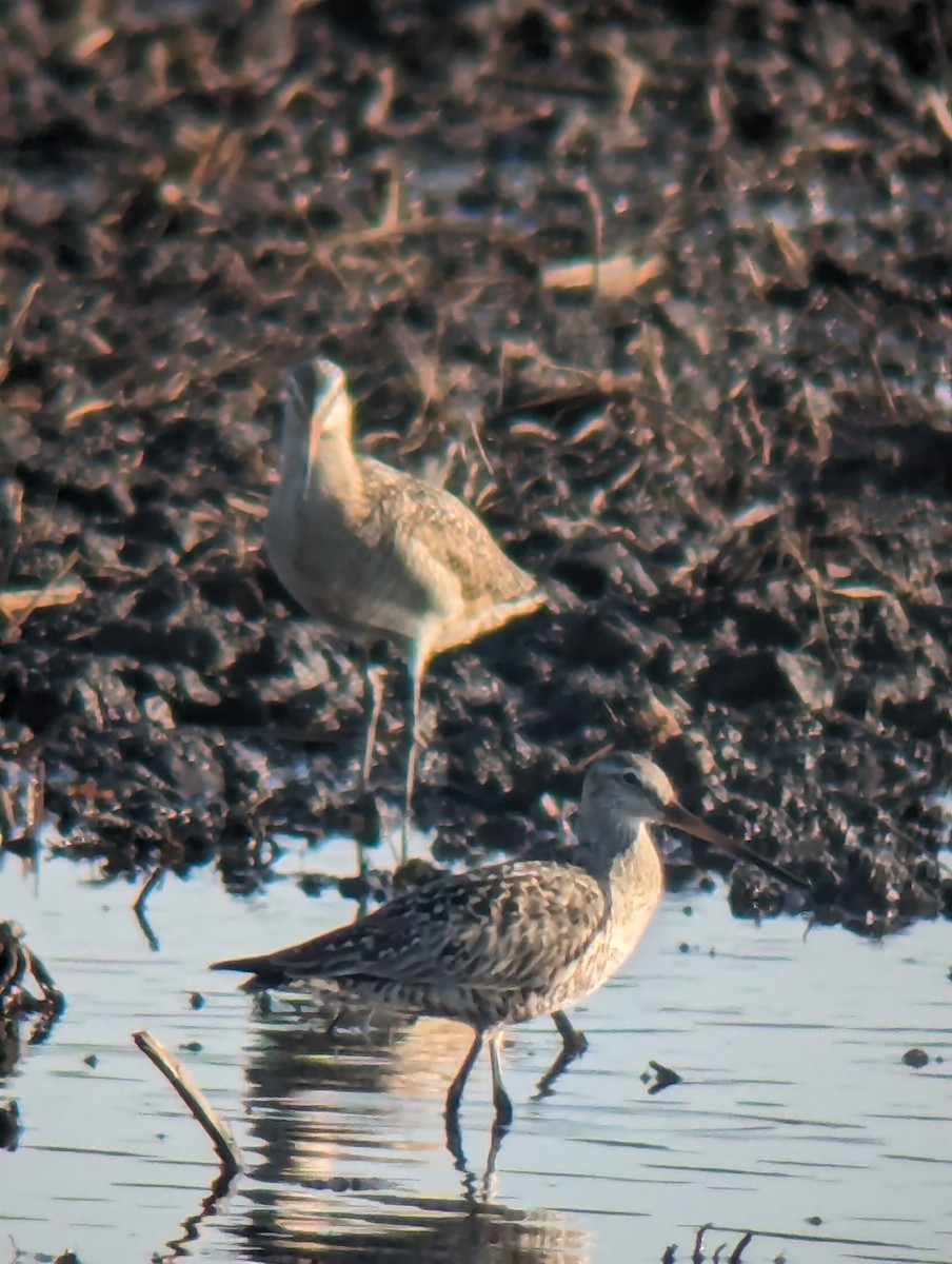 Hudsonian Godwit - Eric Hamburg