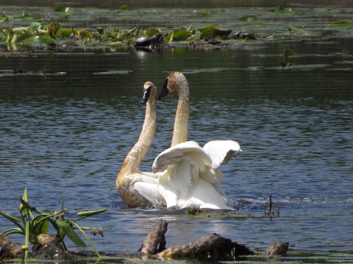Trumpeter Swan - ML619510353