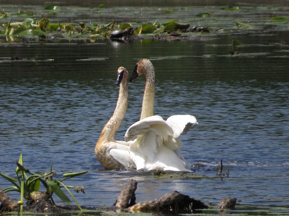 Trumpeter Swan - Chris Anderson