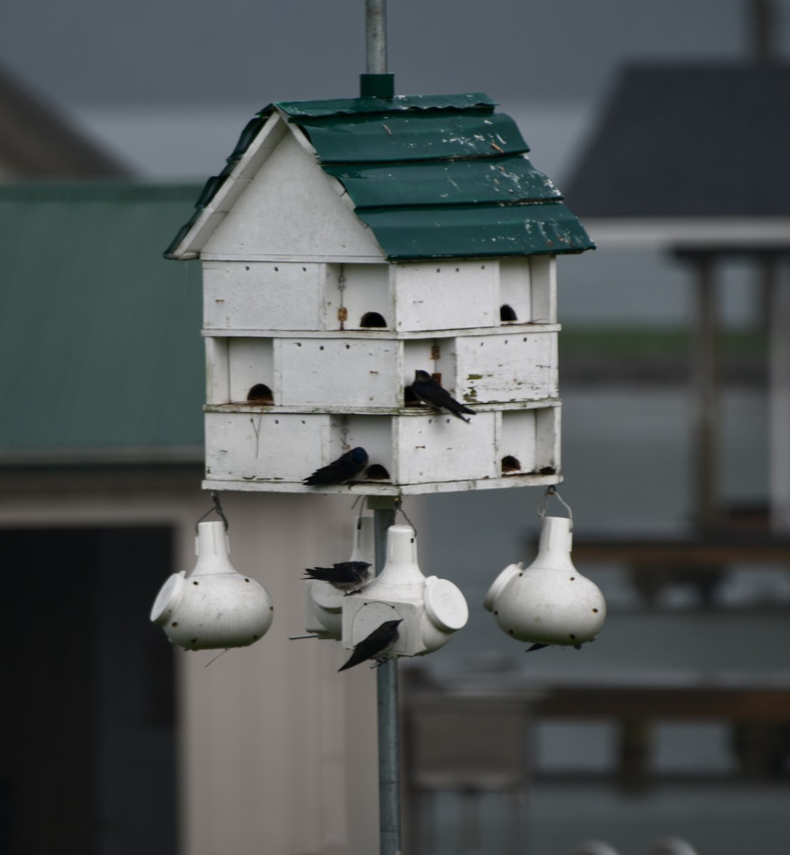 Purple Martin - Theresa Edwards