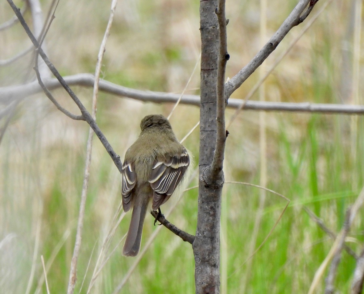 Least Flycatcher - Pegg & Mark Campbell