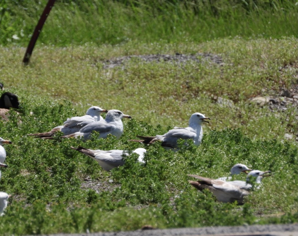 Ring-billed Gull - Manon Guglia