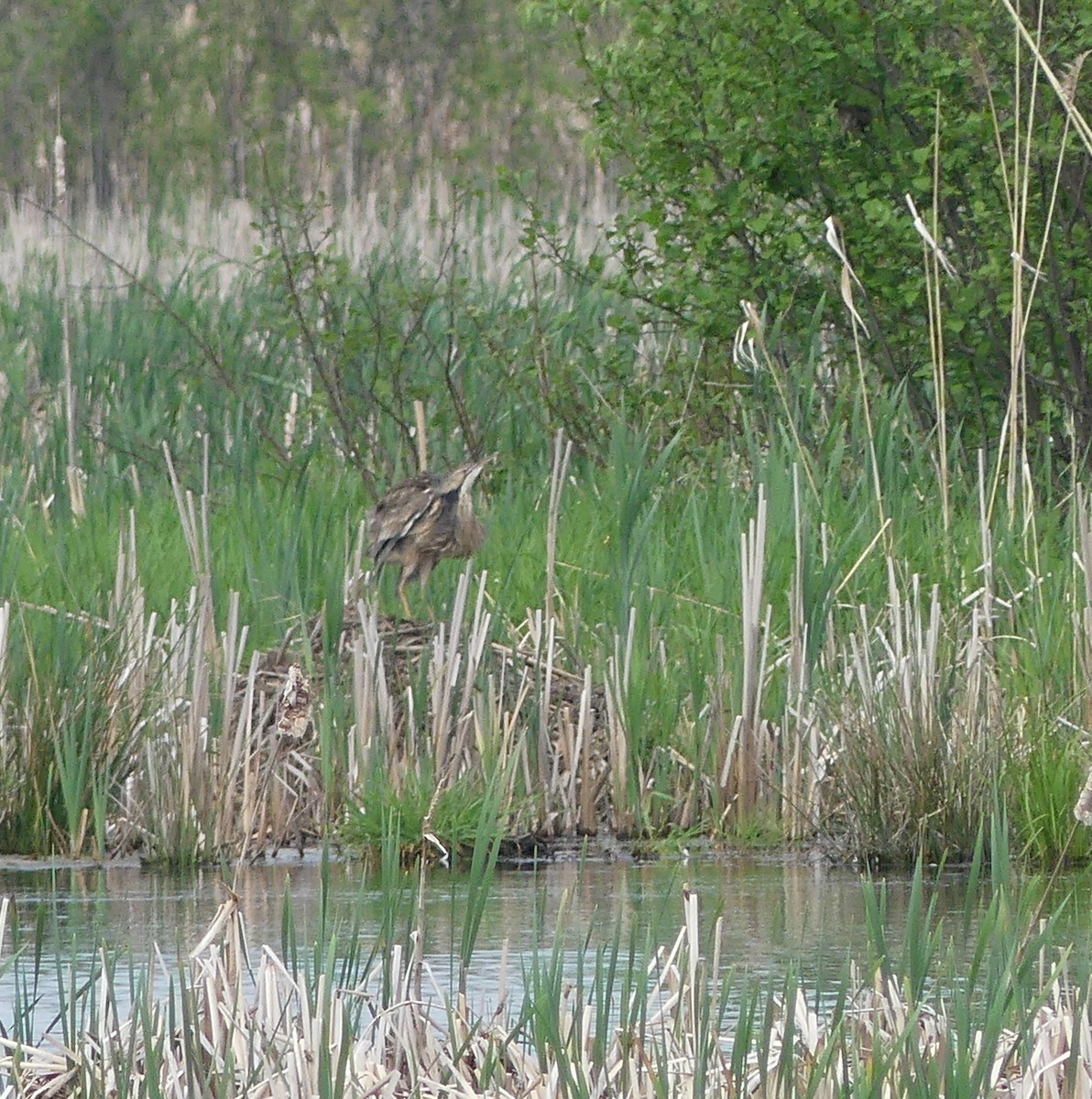 American Bittern - claudine lafrance cohl