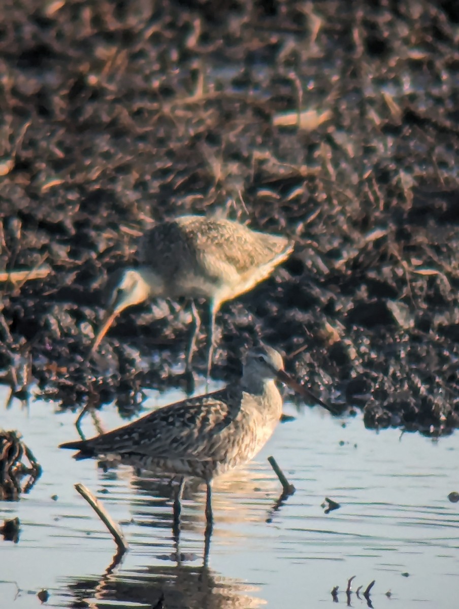 Marbled Godwit - Eric Hamburg