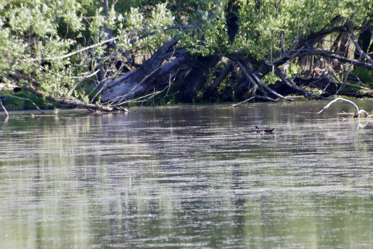 Wood Duck - C Schneck