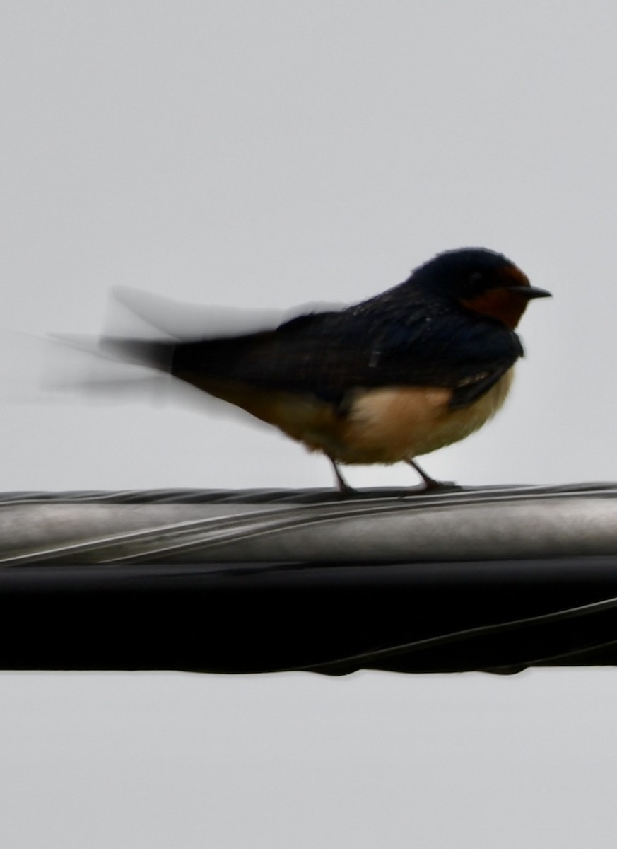 Barn Swallow - Theresa Edwards