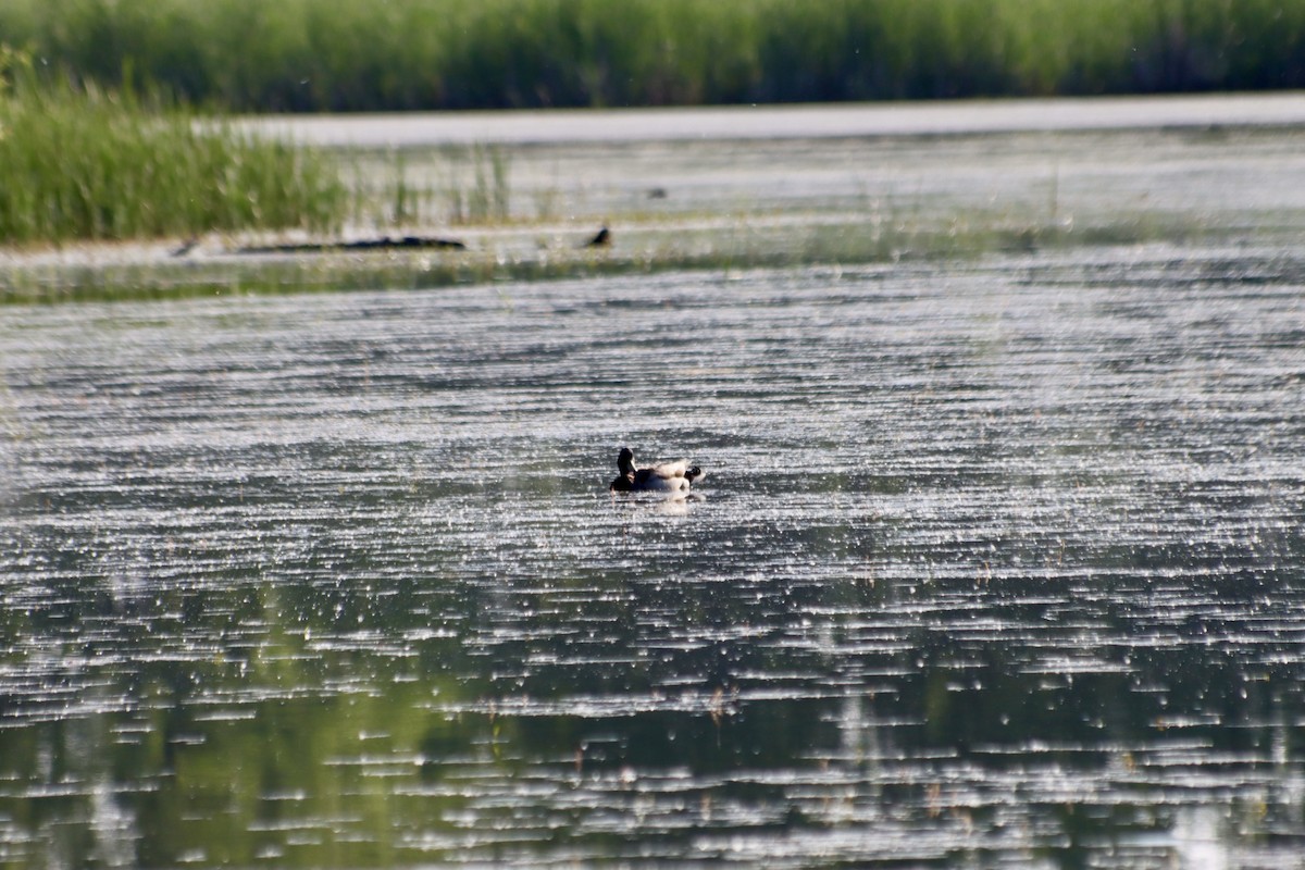 Greater/Lesser Scaup - C Schneck