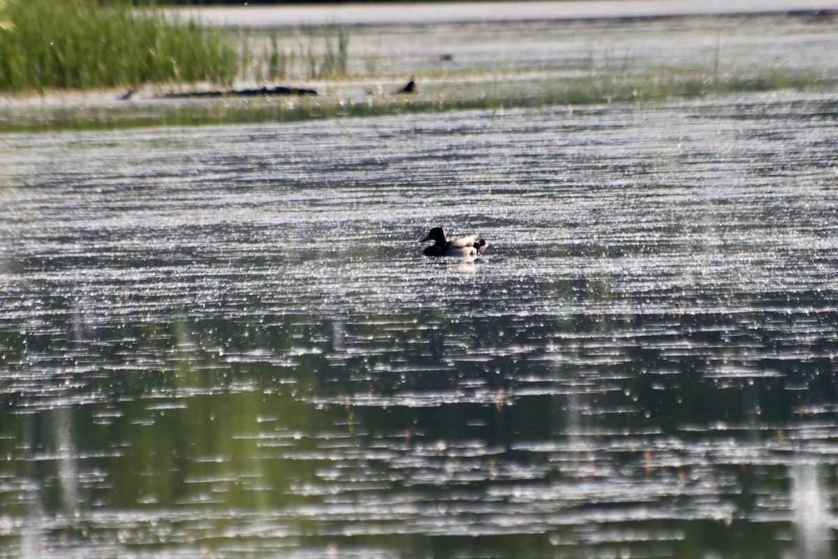 Greater/Lesser Scaup - C Schneck