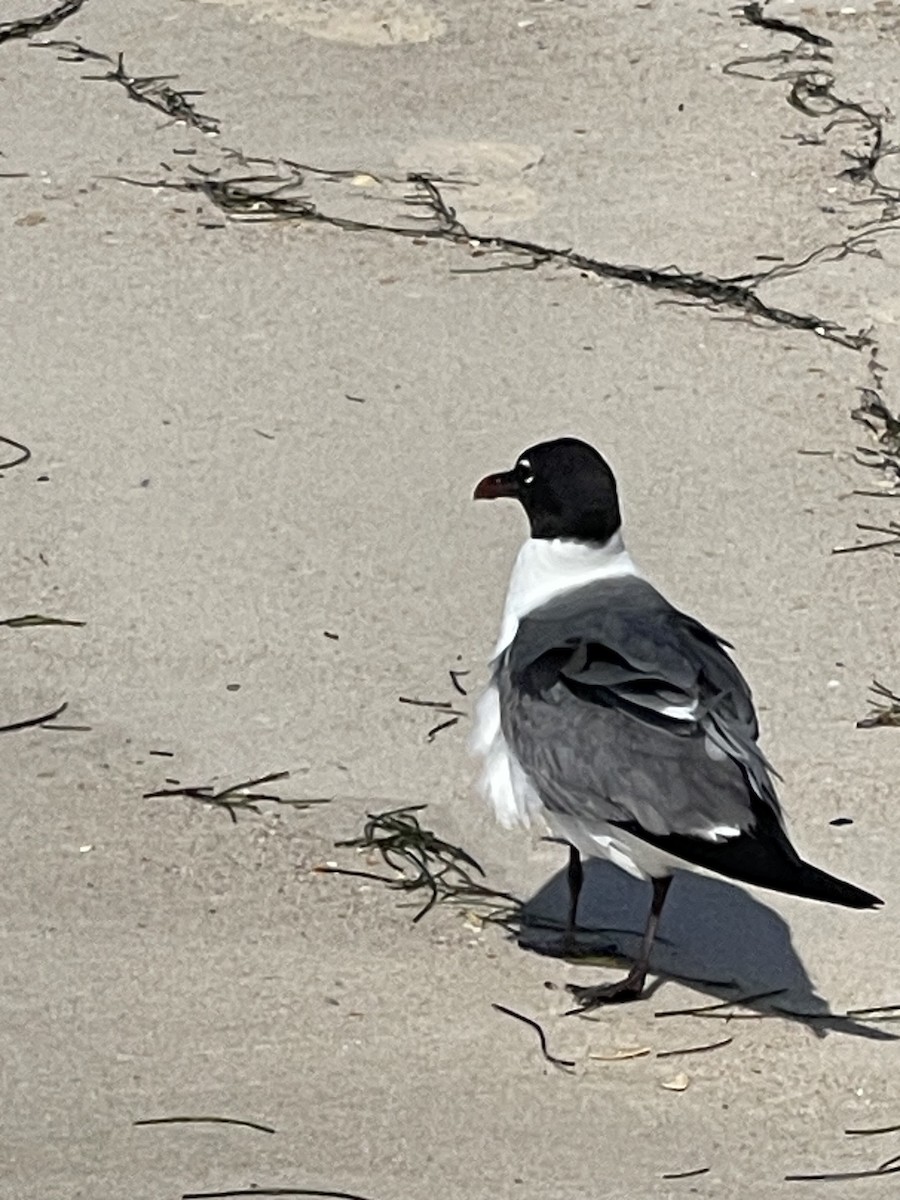 Laughing Gull - Leigh Fletcher