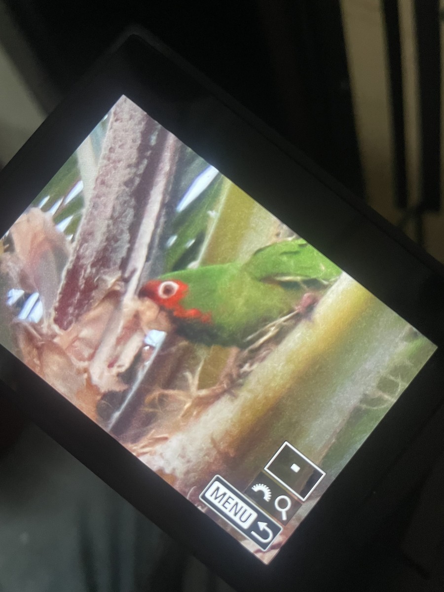 Mitred Parakeet - ML619510383