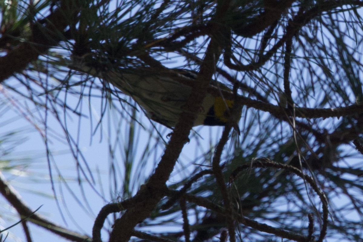 Paruline à tête jaune - ML619510385