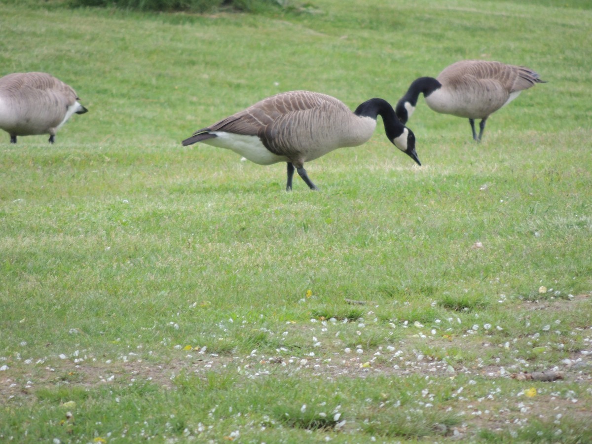 Canada Goose - ML619510388