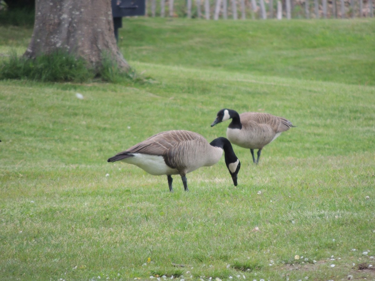 Canada Goose - Glenn Knoblock