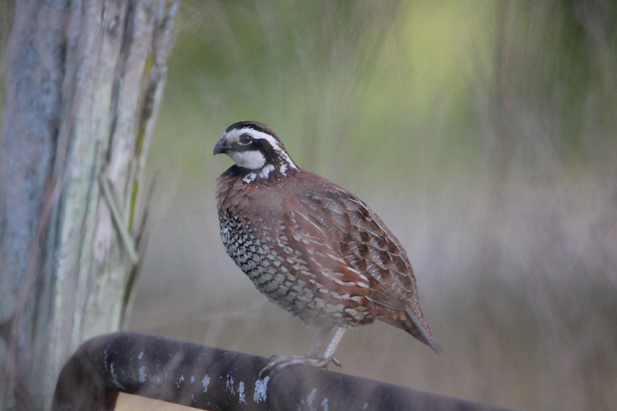 Northern Bobwhite - Ryan Giordanelli