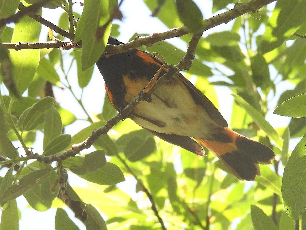 American Redstart - Nick & Jane