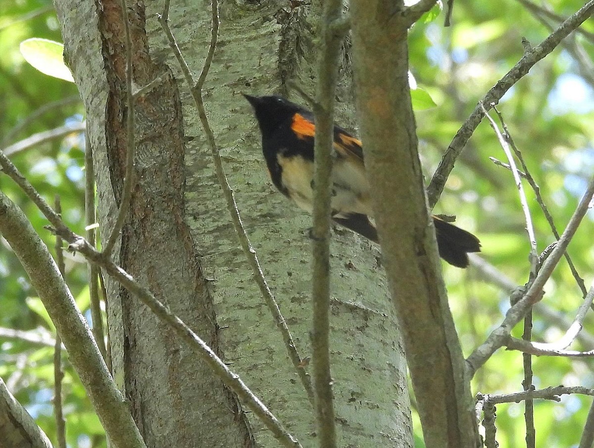 American Redstart - Nick & Jane