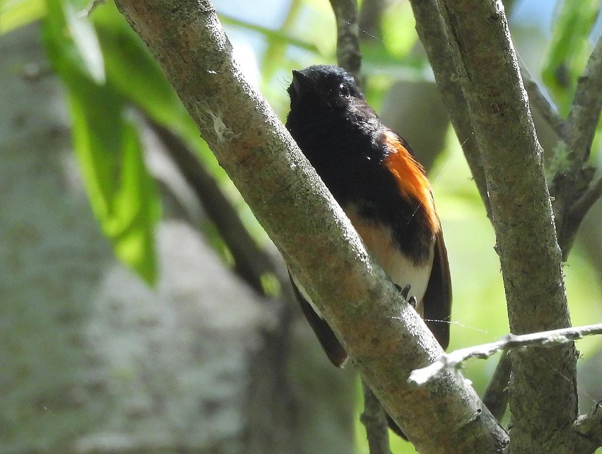 American Redstart - Nick & Jane