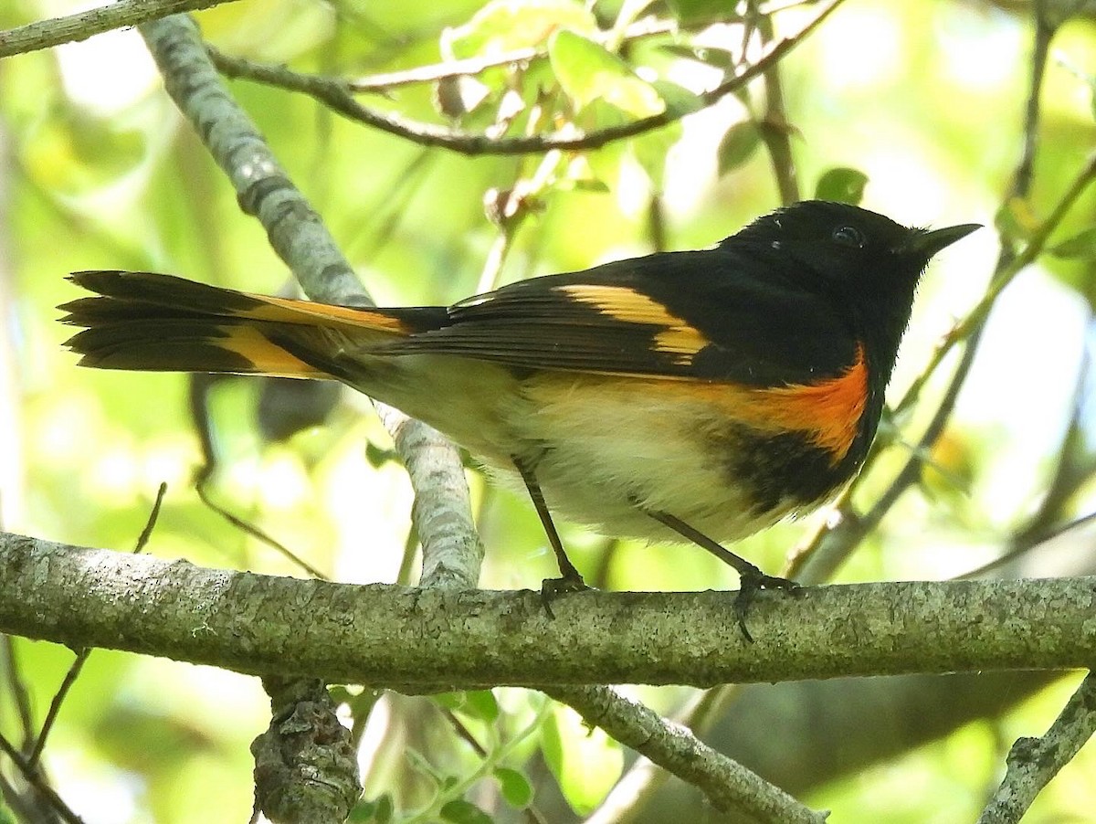 American Redstart - Nick & Jane