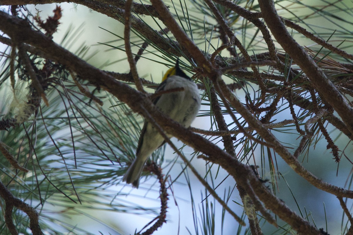 Hermit Warbler - Deanna McLaughlin