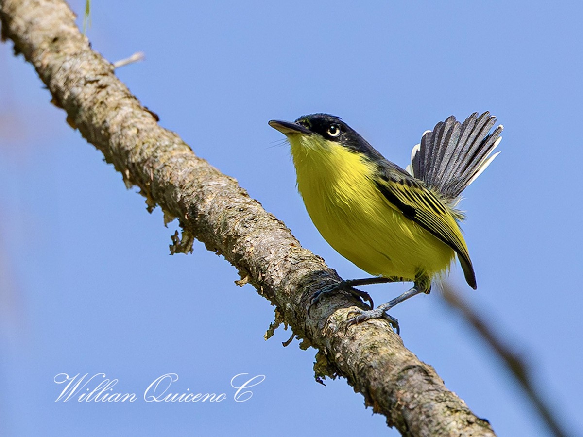 Common Tody-Flycatcher - Willian de jesus Quiceno calderon