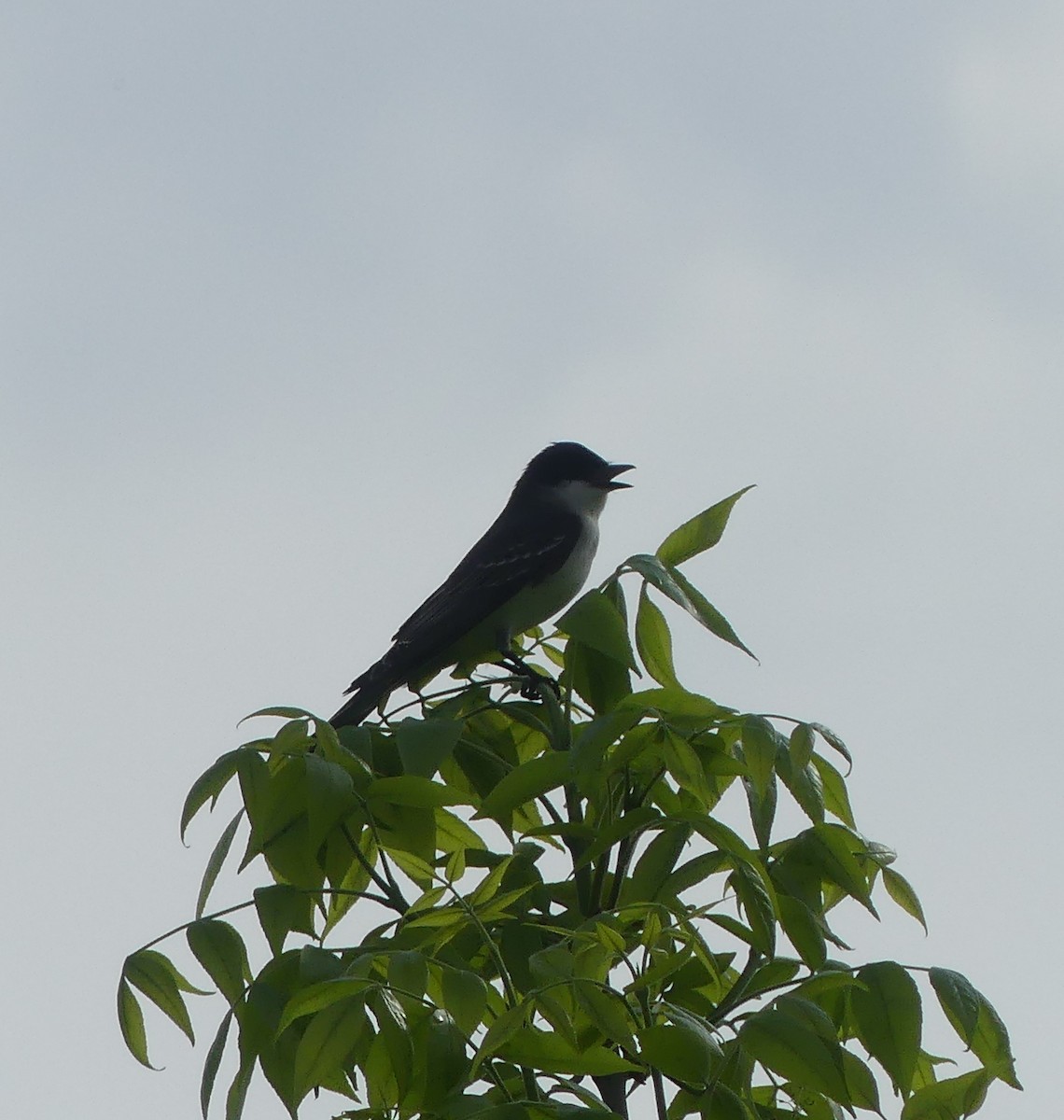 Eastern Kingbird - claudine lafrance cohl