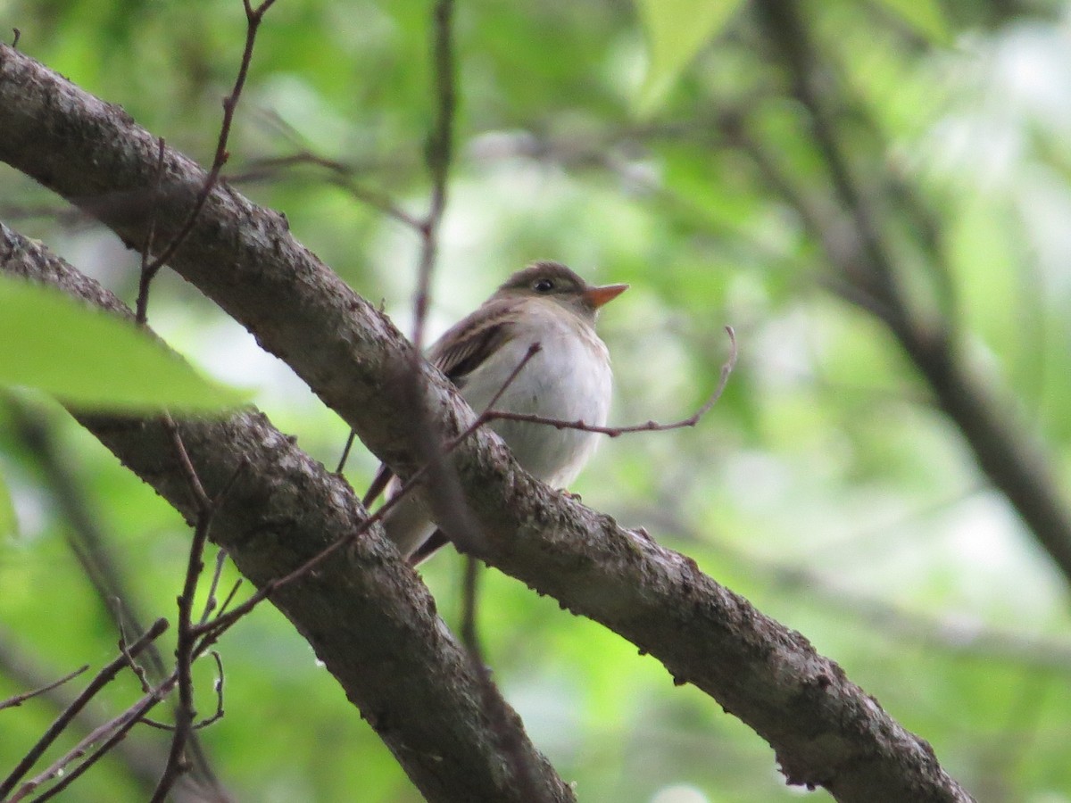 Acadian Flycatcher - Chris Anderson