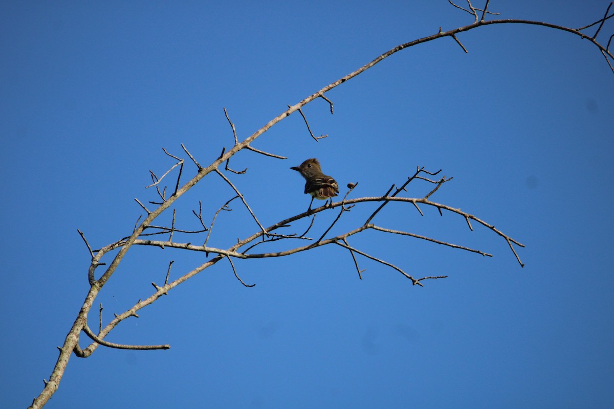 Great Crested Flycatcher - Ryan Giordanelli