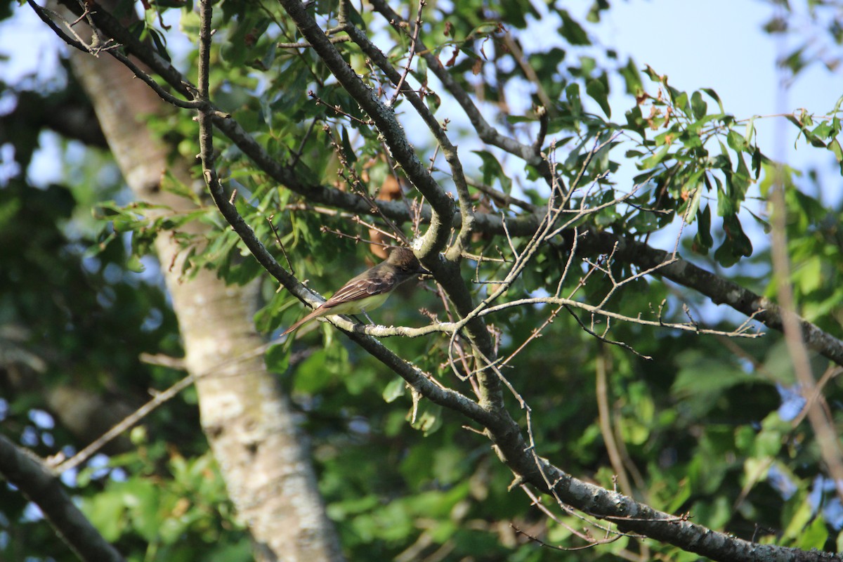 Great Crested Flycatcher - ML619510420