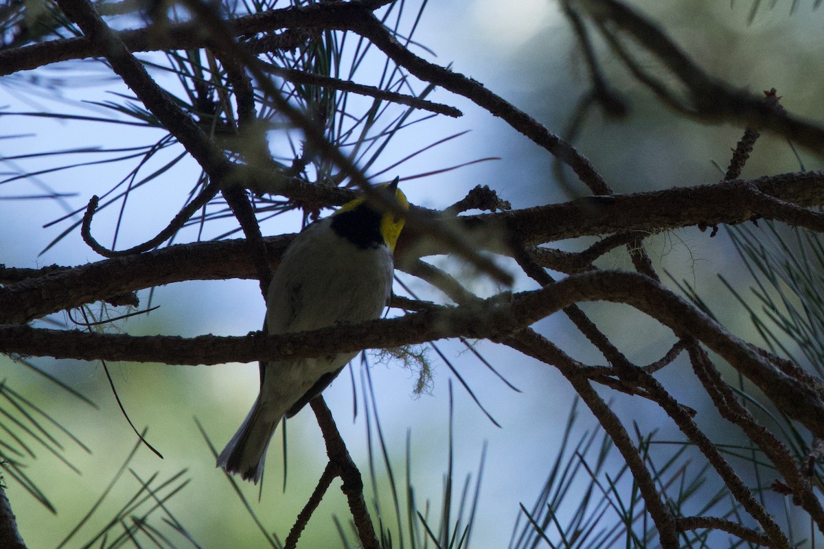 Paruline à tête jaune - ML619510423