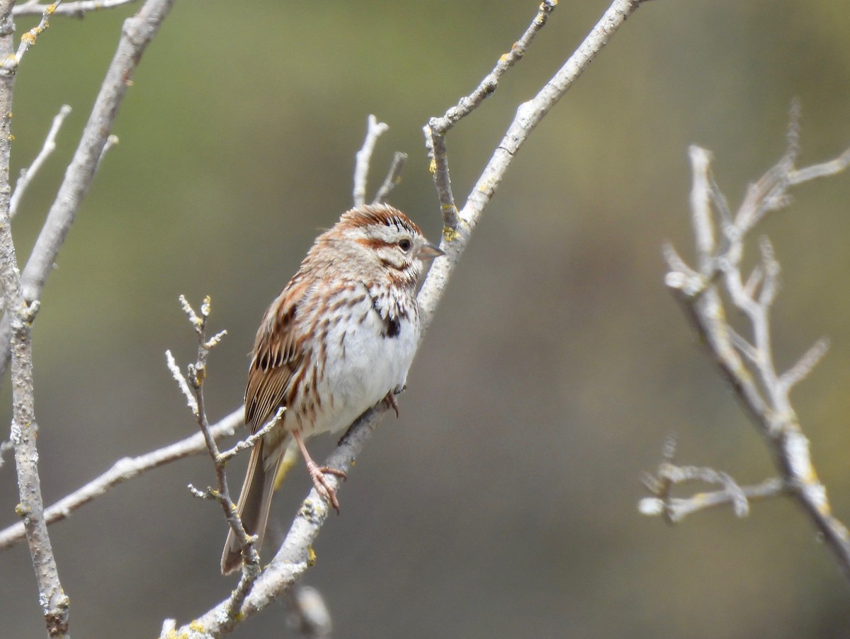 Song Sparrow - Pegg & Mark Campbell