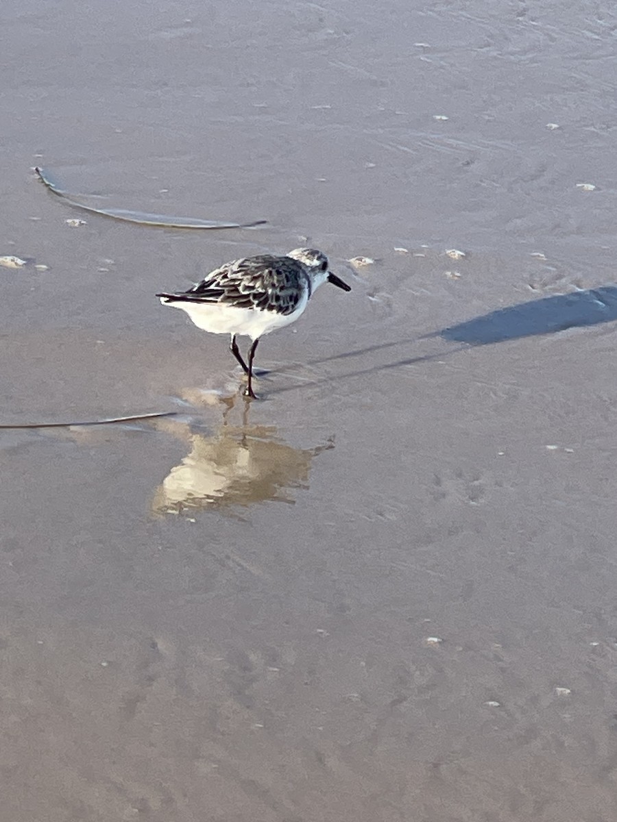 Sanderling - Leigh Fletcher